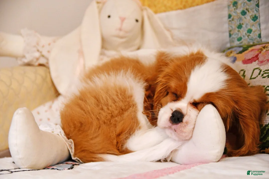 Cavalier King Charles Spaniel dogs for sale: Teddy - Ad 2
