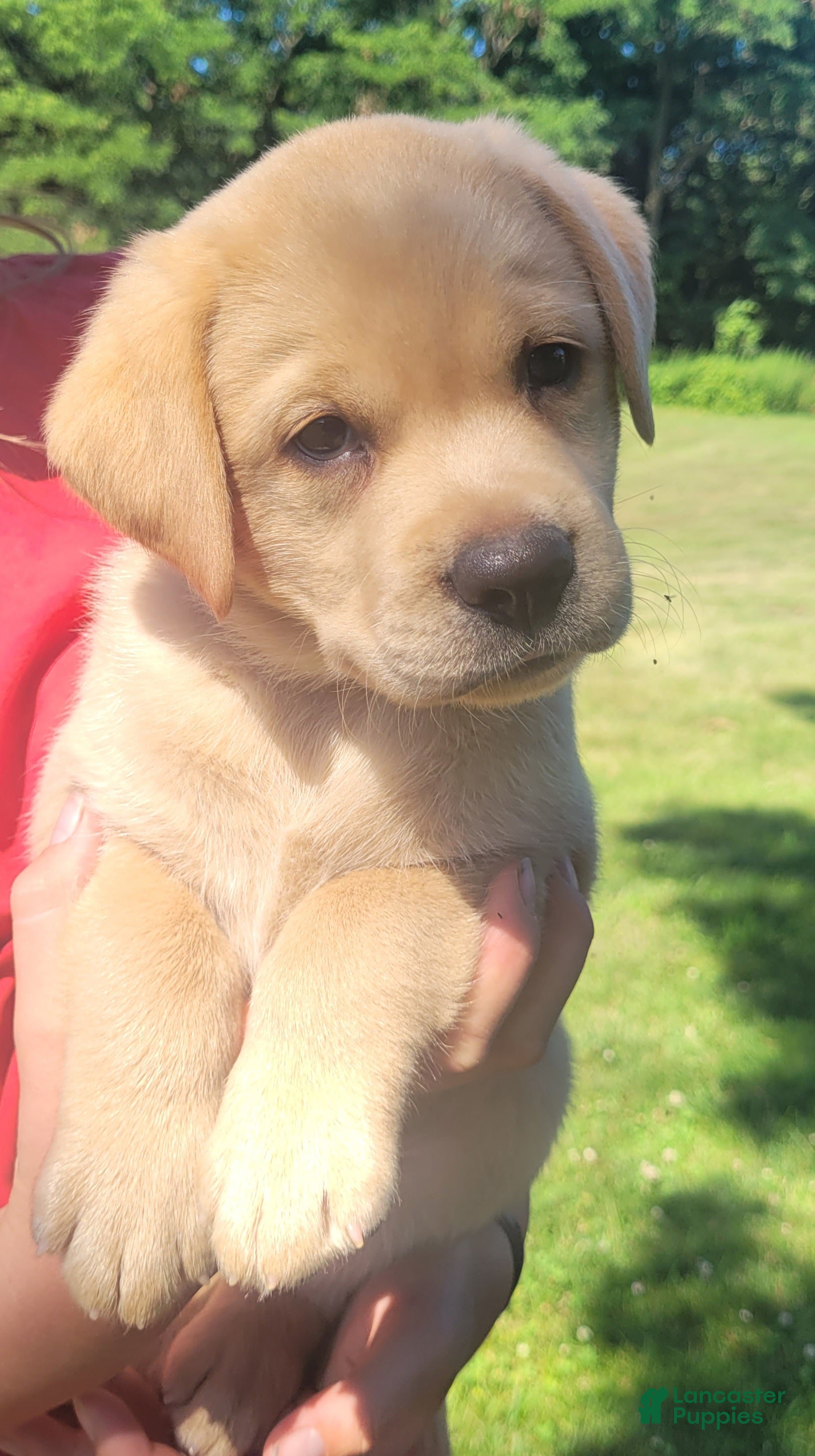 Labrador Retriever dogs Lasso - Ad 1