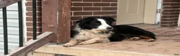 Mixed Breed dogs for sale: Sheba - Ad 11