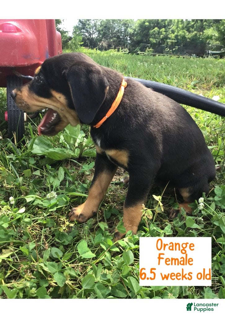 Catahoula Leopard Dog dogs Orange, Female - Ad 2