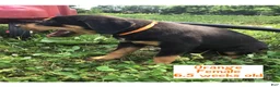 Catahoula Leopard Dog dogs for sale: Orange, Female - Ad 2