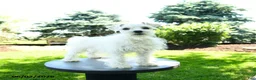 Miniature Schnauzer dogs for sale: Banjo  - Ad 2