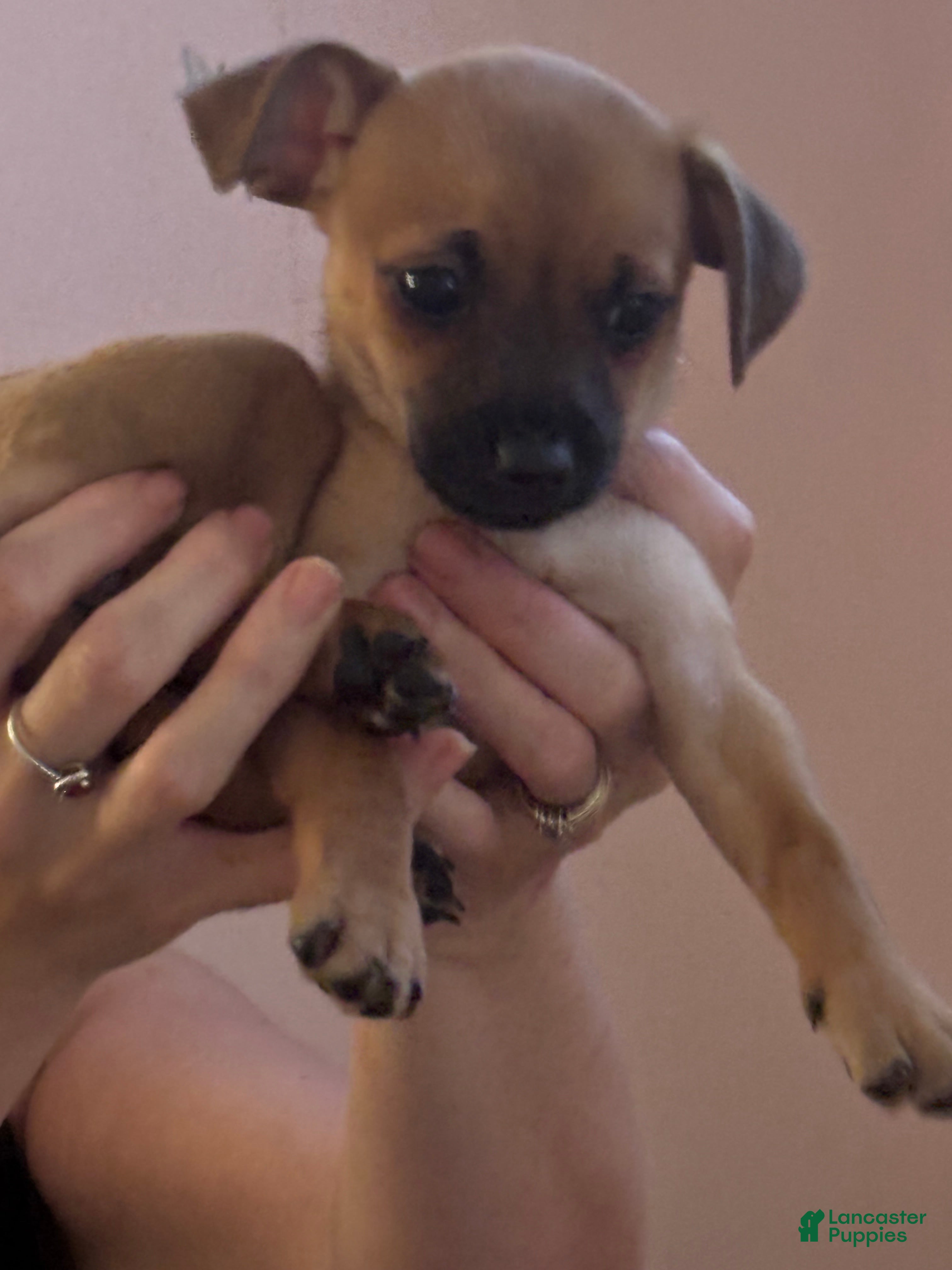 Mixed Breed dogs Mixed Breed 1 - Ad 1