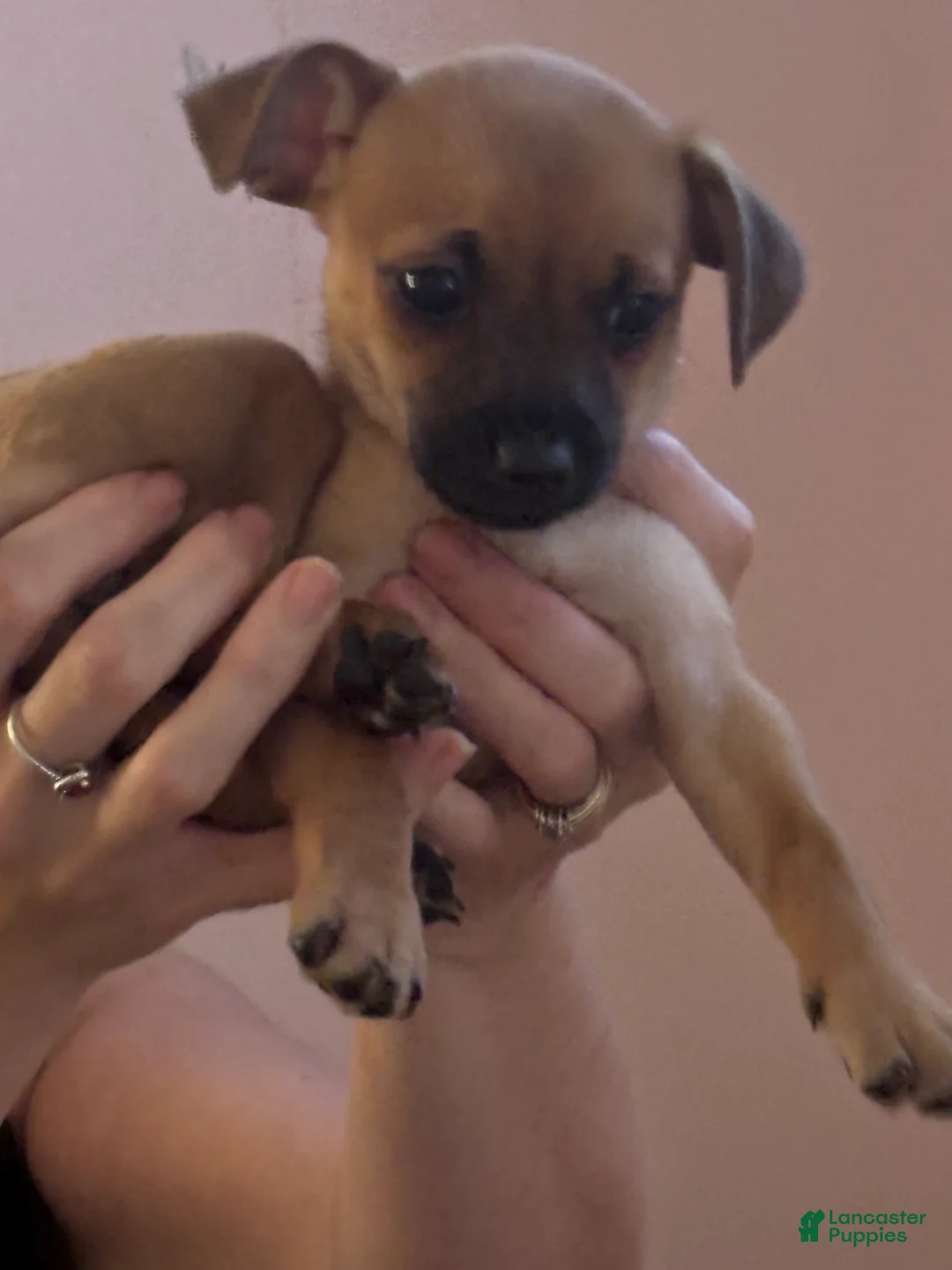 Mixed Breed dogs for sale: Mixed Breed 1 - Ad 1