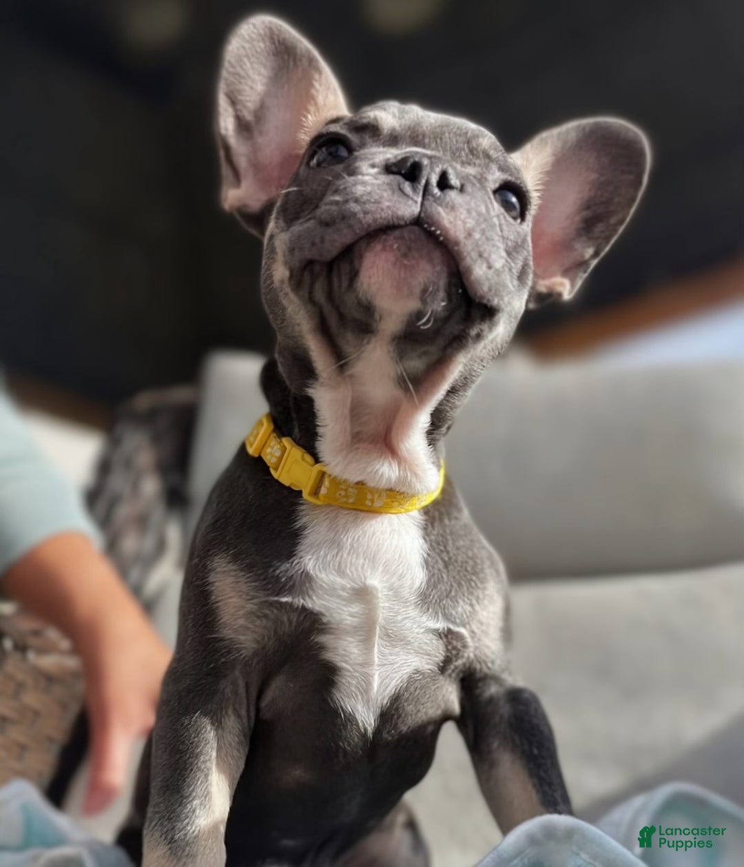 French Bulldog dogs for sale: Melo  - Ad 3