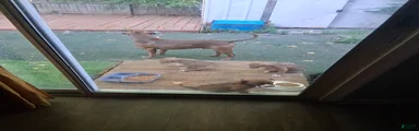 American Pit Bull Terrier 2