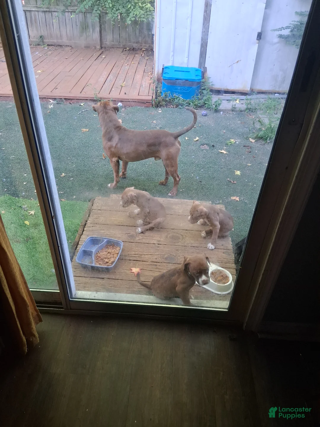 American Pit Bull Terrier dogs for sale: American Pit Bull Terrier 2 - Ad 1