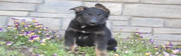 German Shepherd dogs for sale: Drake - Ad 1