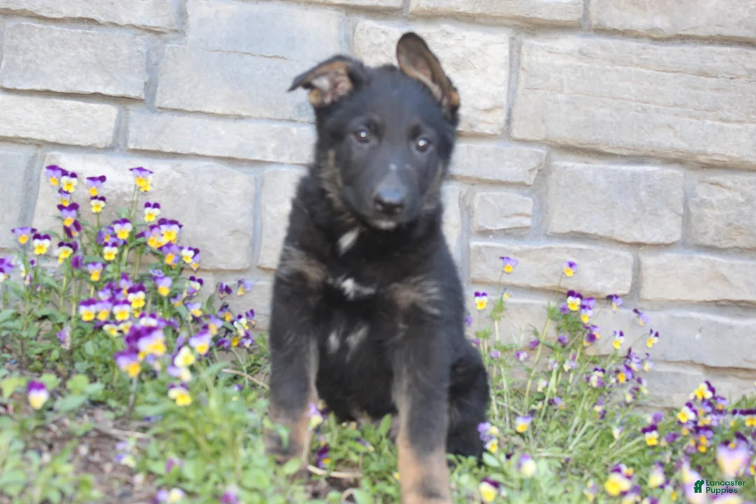 German Shepherd dogs for sale: Drake - Ad 1