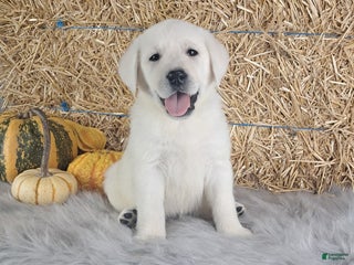 Labrador Retriever dogs - Ad 21