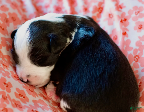 Toy Australian Shepherd dogs Beau - Ad 2