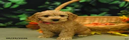 Cockapoo dogs for sale: Stacy  - Ad 4