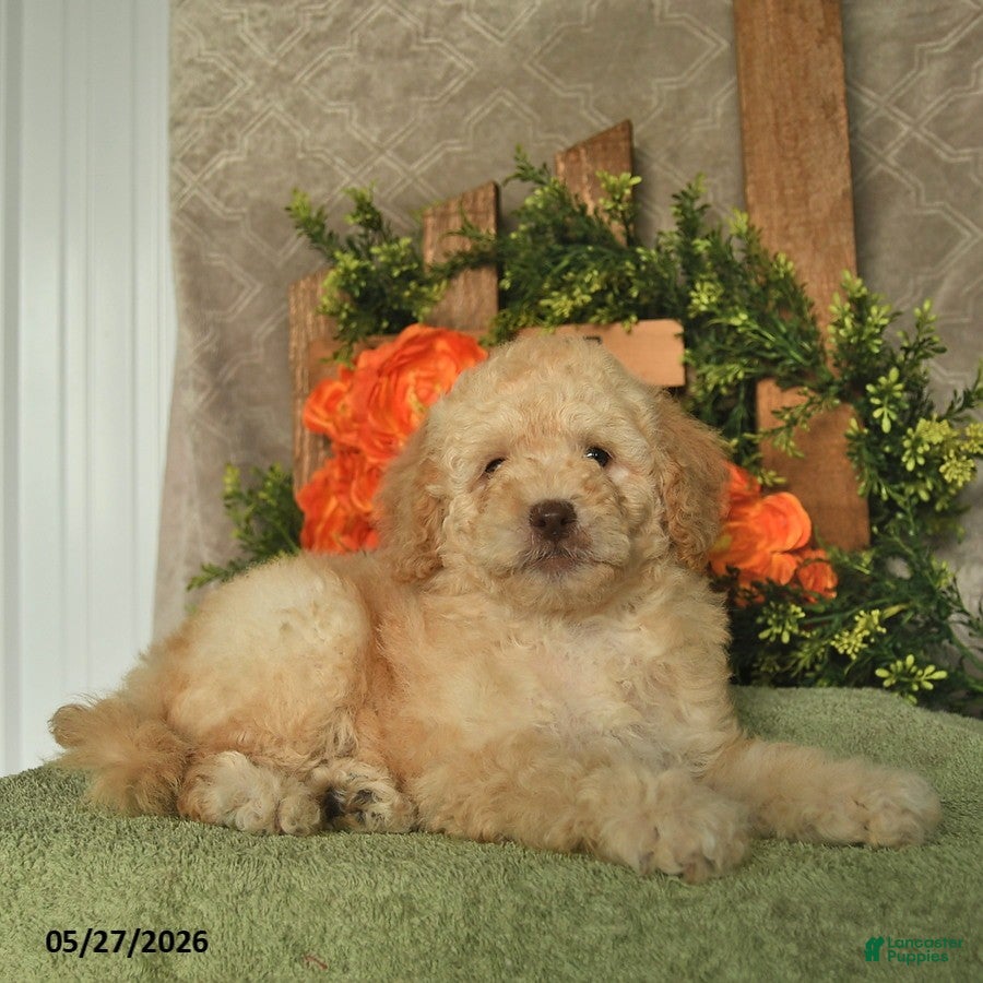 Mini Goldendoodle dogs Gem  - Ad 2