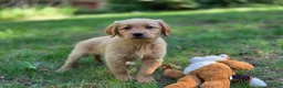 Golden Retriever dogs for sale: Amy Golden Retriever  - Ad 11