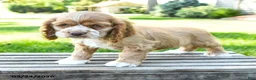 Cocker Spaniel dogs for sale: Folgers - Ad 3