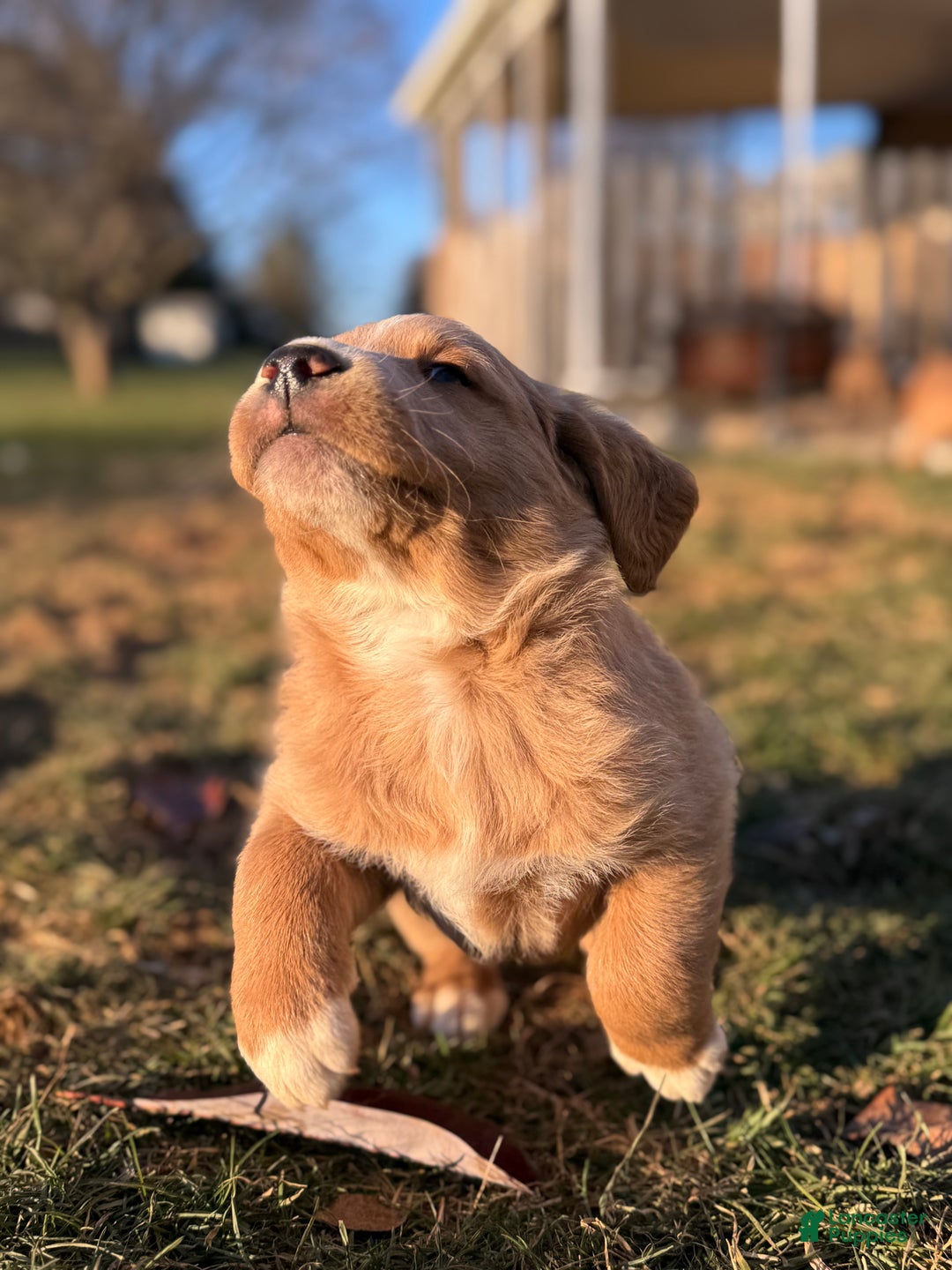 Mixed Breed dogs for sale: Mabel - Ad 8