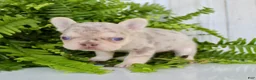 French Bulldog dogs for sale: Princess - Ad 5