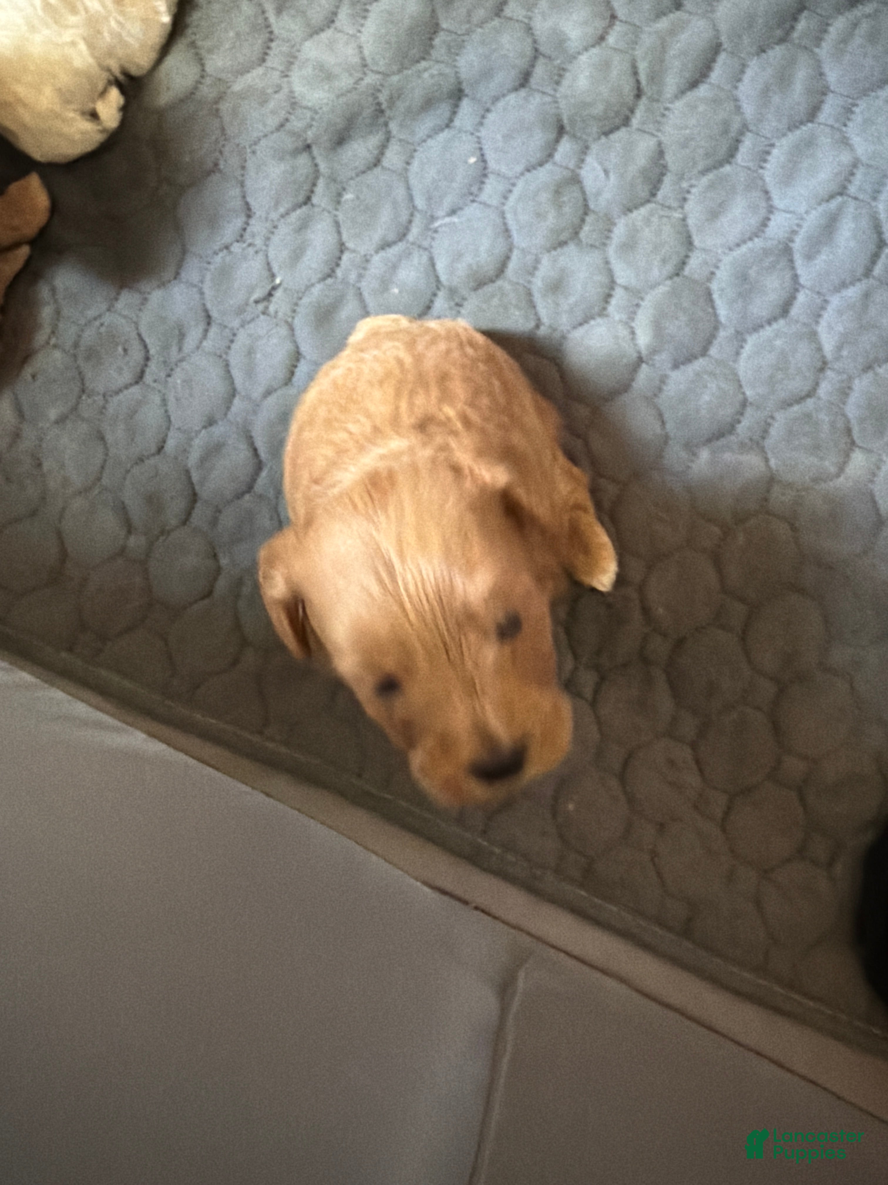 Shihpoo dogs Shihpoo 5 chewy - Ad 5