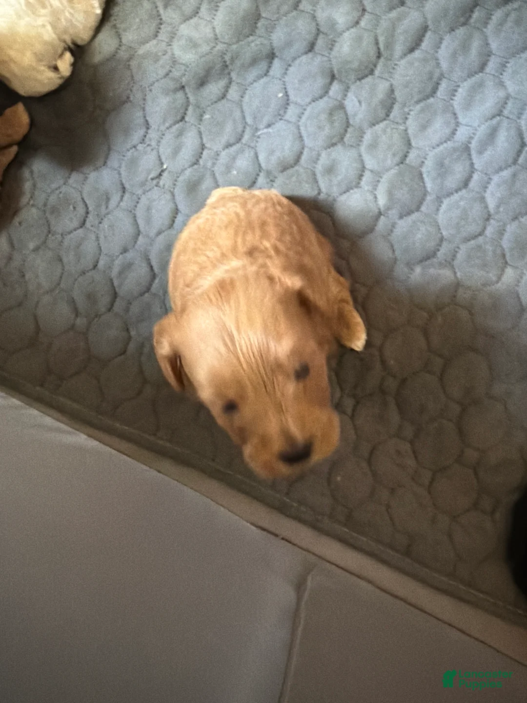 Shihpoo dogs for sale: Shihpoo 5 chewy - Ad 1
