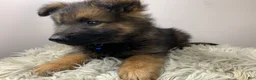 German Shepherd dogs for sale: Sierra - Ad 7