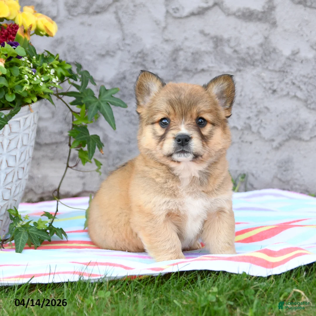 Mixed Breed dogs for sale: Lulu - Ad 2