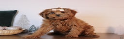 Cavapoo dogs for sale: Sally - Ad 2