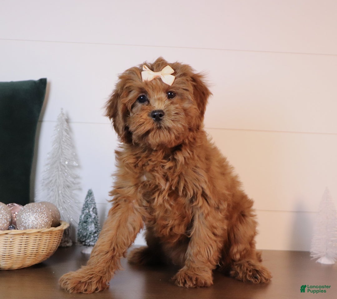 Cavapoo dogs for sale: Sally - Ad 2