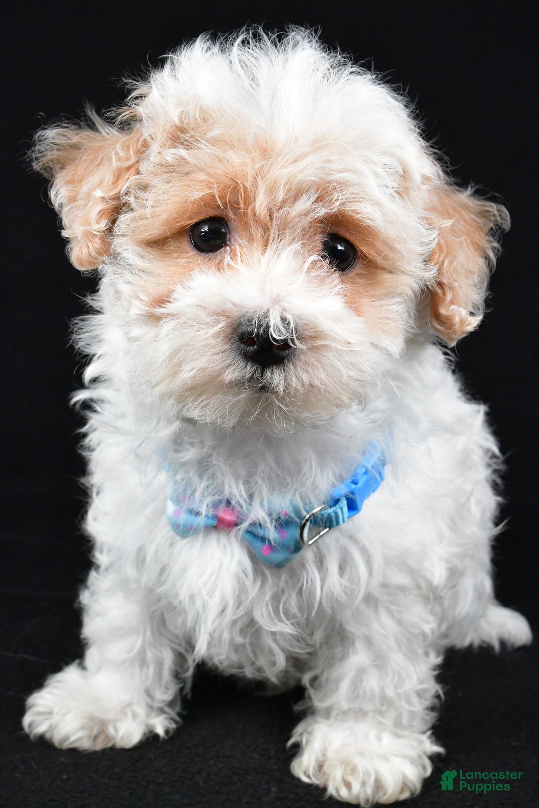Maltipoo dogs for sale: Teddy - Ad 7
