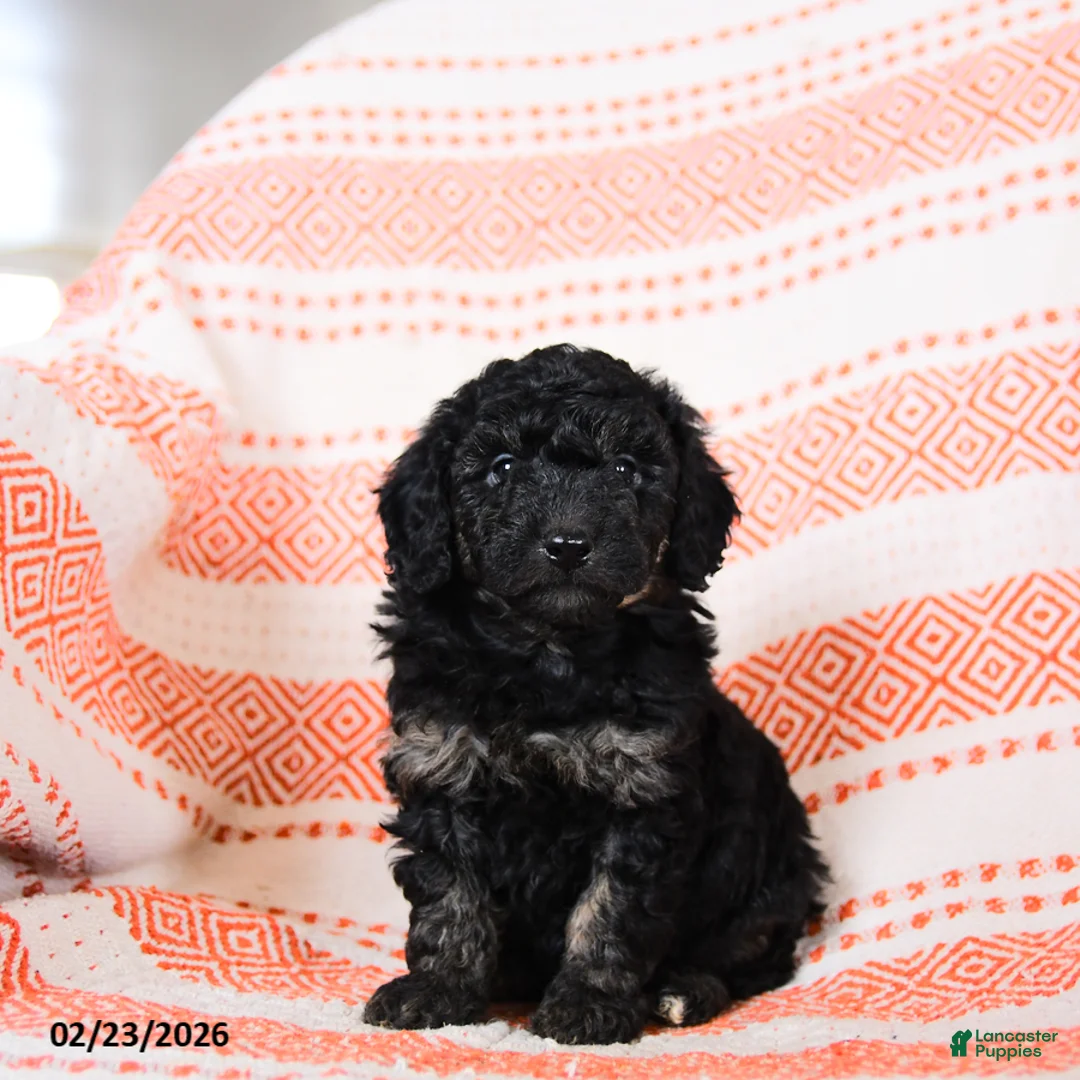 Miniature Poodle dogs for sale: Bingo - Ad 1
