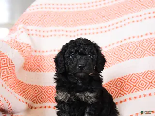 Miniature Poodle dogs for sale: Bingo - Ad 2