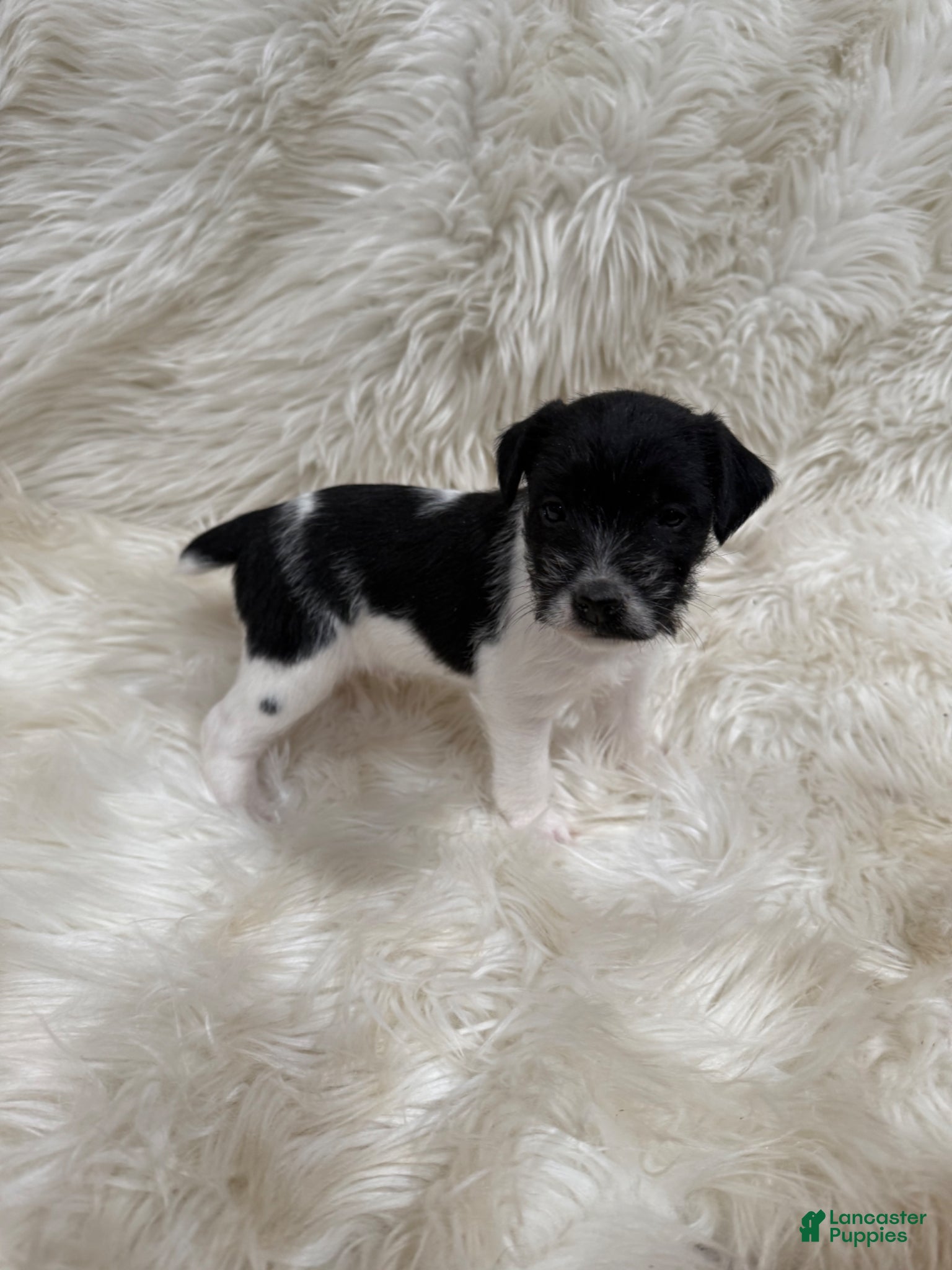 Jack Russell Terrier dogs Jrtca Ruger - Ad 1