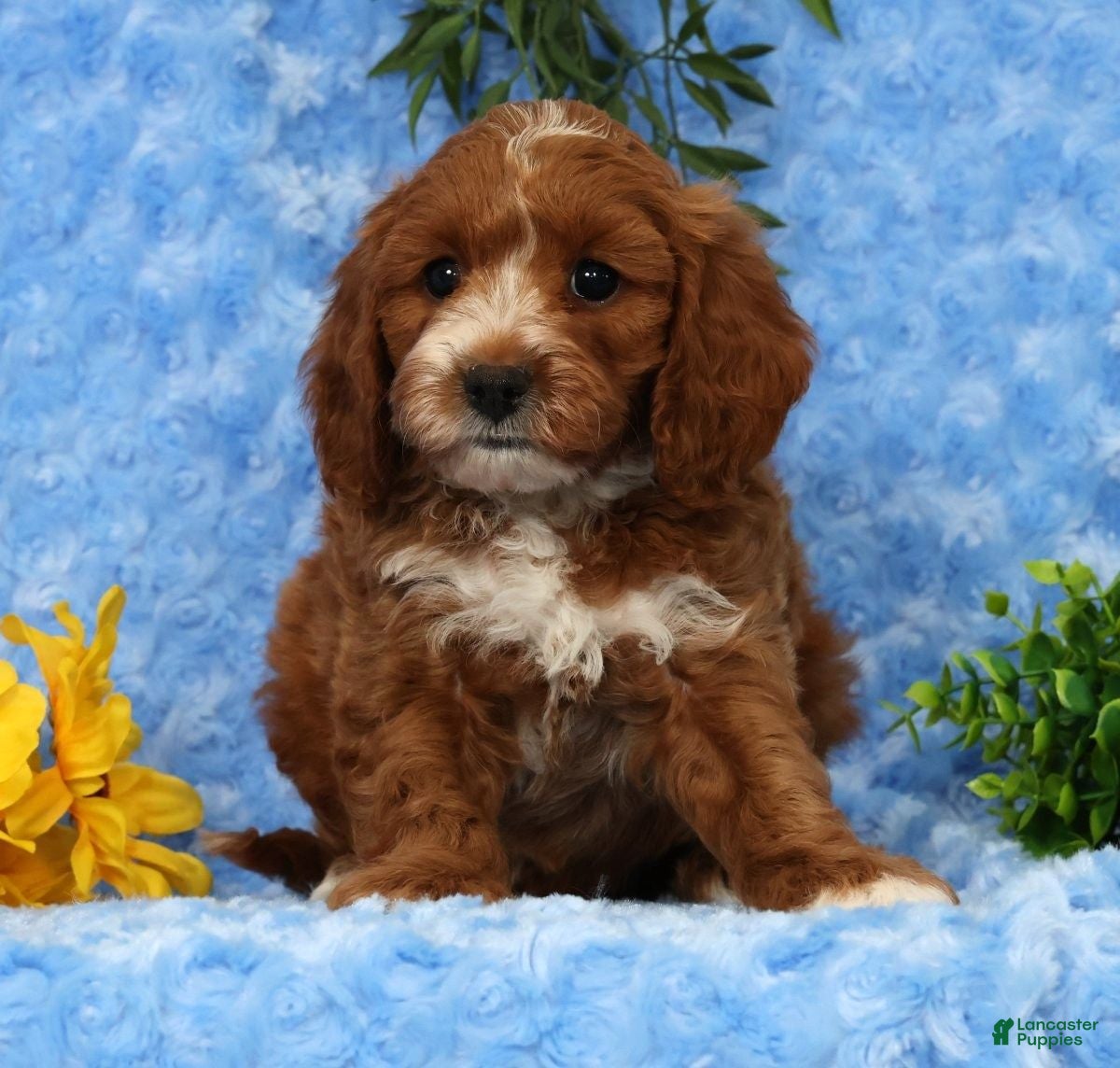 Cavapoo dogs Lynn - Ad 1