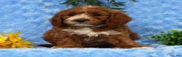 Cavapoo dogs for sale: Lynn - Ad 1