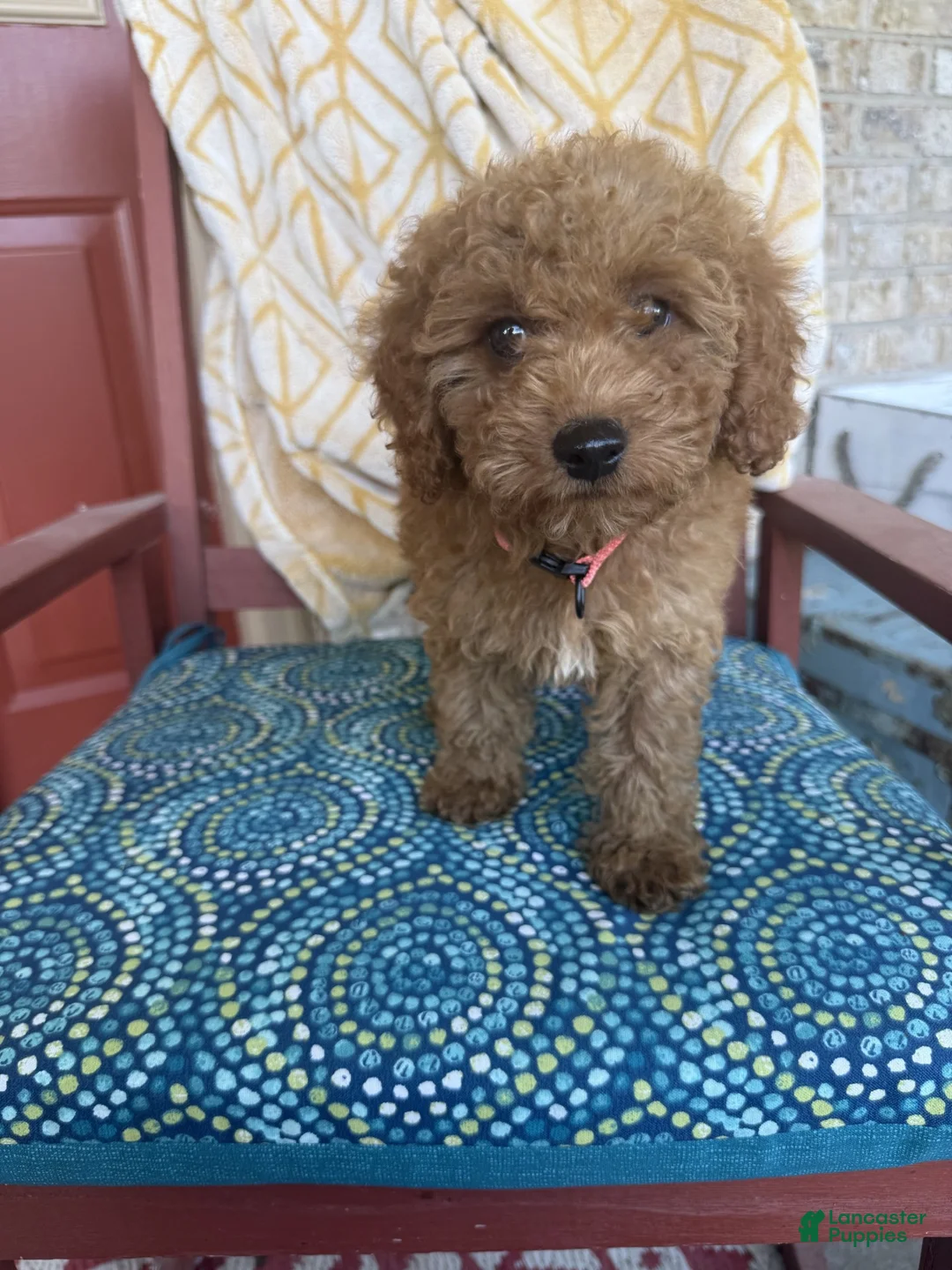 Miniature Labradoodle dogs for sale: Cora - Ad 7