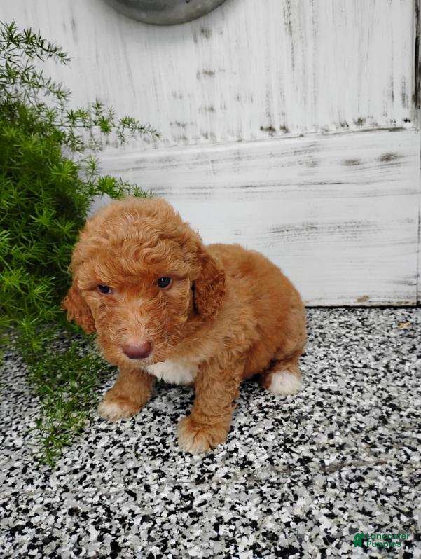 Mini Goldendoodle dogs Mini Goldendoodle 3 Monica - Ad 42