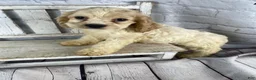 Cocker Spaniel dogs for sale: Biscuit - Ad 7