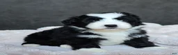 Mini Bernedoodle dogs for sale: Mini Wade - Ad 3