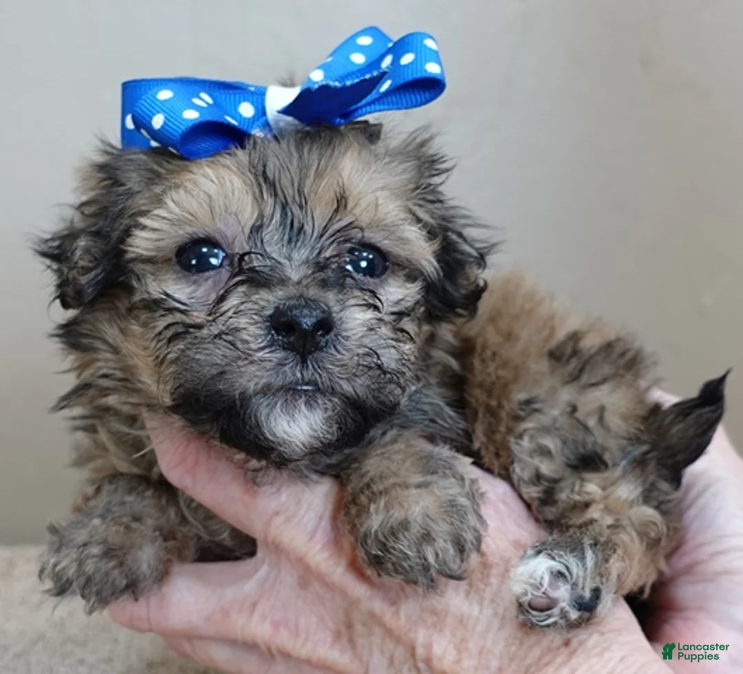 Maltipoo dogs for sale: River - Ad 7