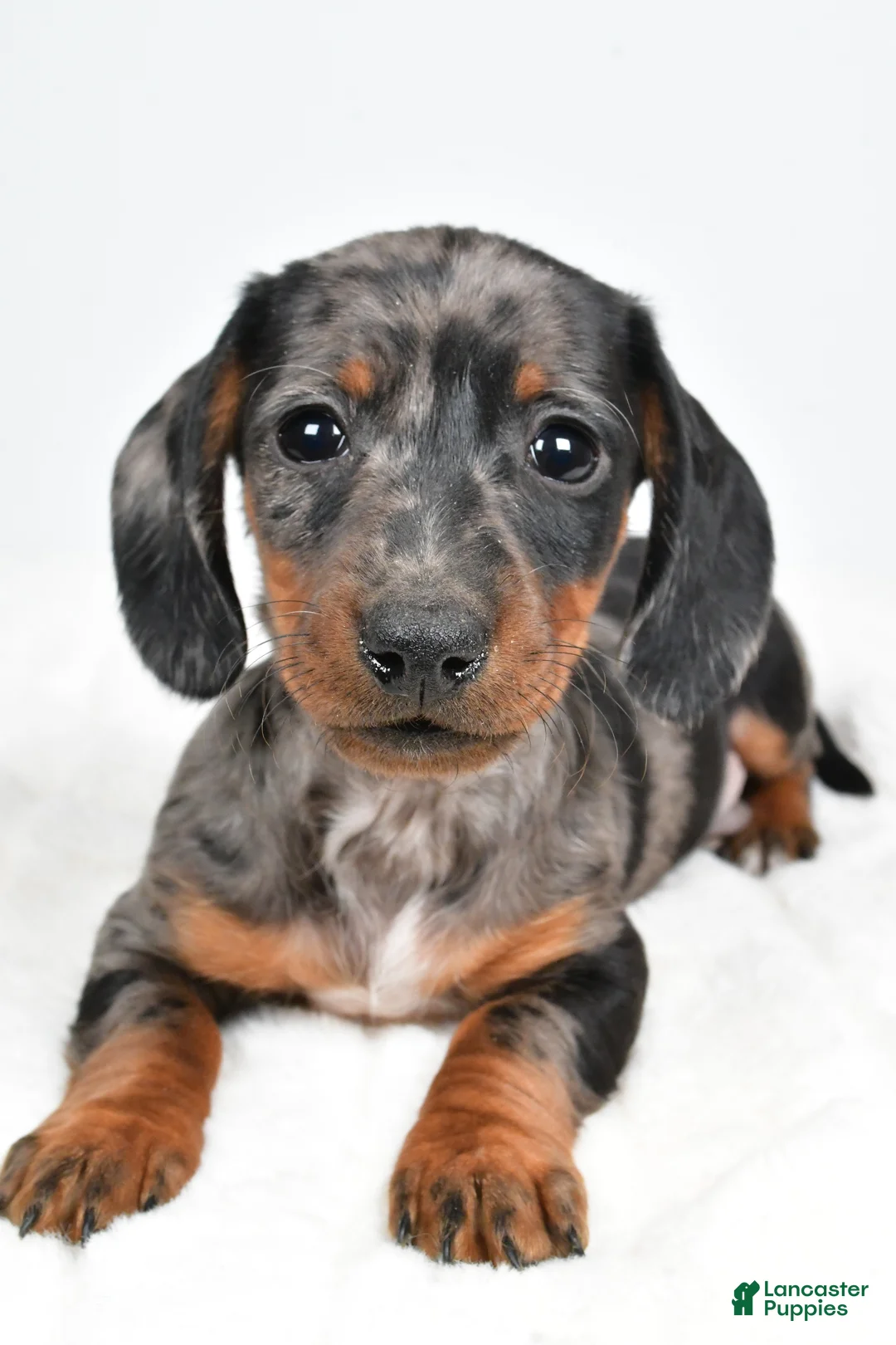 Dachshund dogs for sale: Charlie - Ad 5