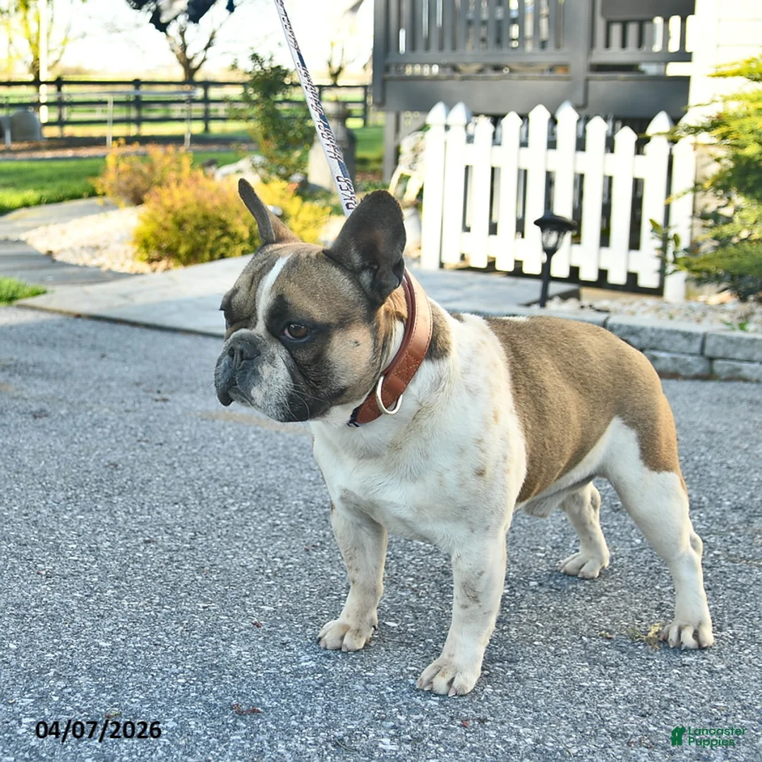 French Bulldog dogs for sale: Mini Munster  - Ad 3