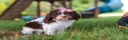 Cavapoo dogs for sale: Chloe - Ad 3
