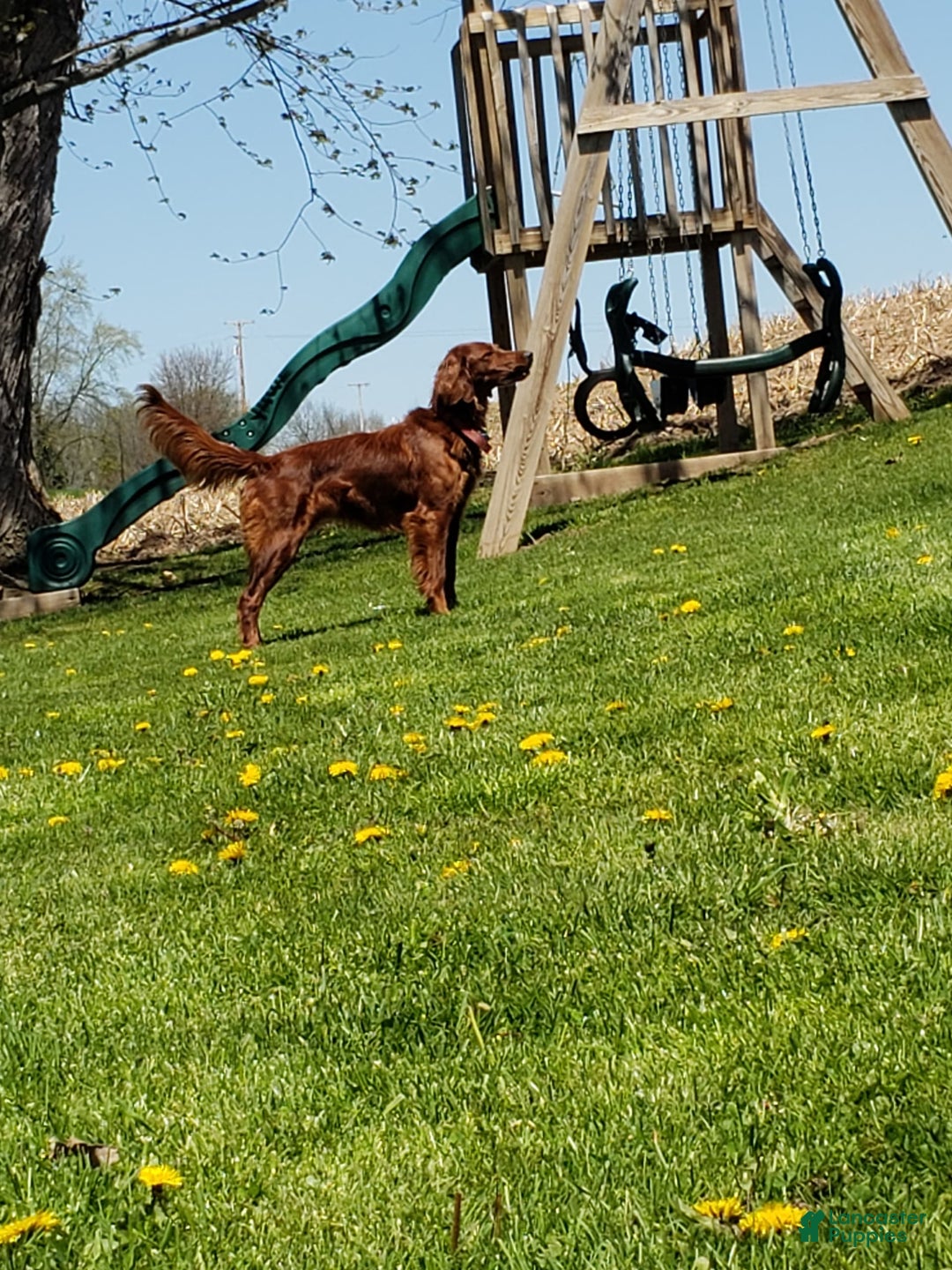 Gallery Image {{count}}