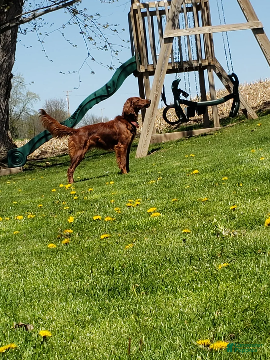 Gallery Image {{count}}