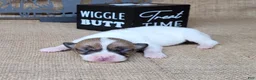 Jack Russell Terrier dogs for sale: Racer JRT Delivery available  - Ad 2