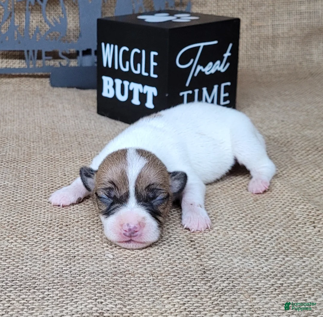 Jack Russell Terrier dogs for sale: Racer JRT Delivery available  - Ad 2