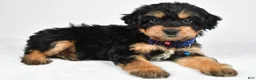 Mixed Breed dogs for sale: Tate - Ad 5