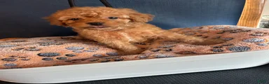 Cavapoo 1 Mocha 