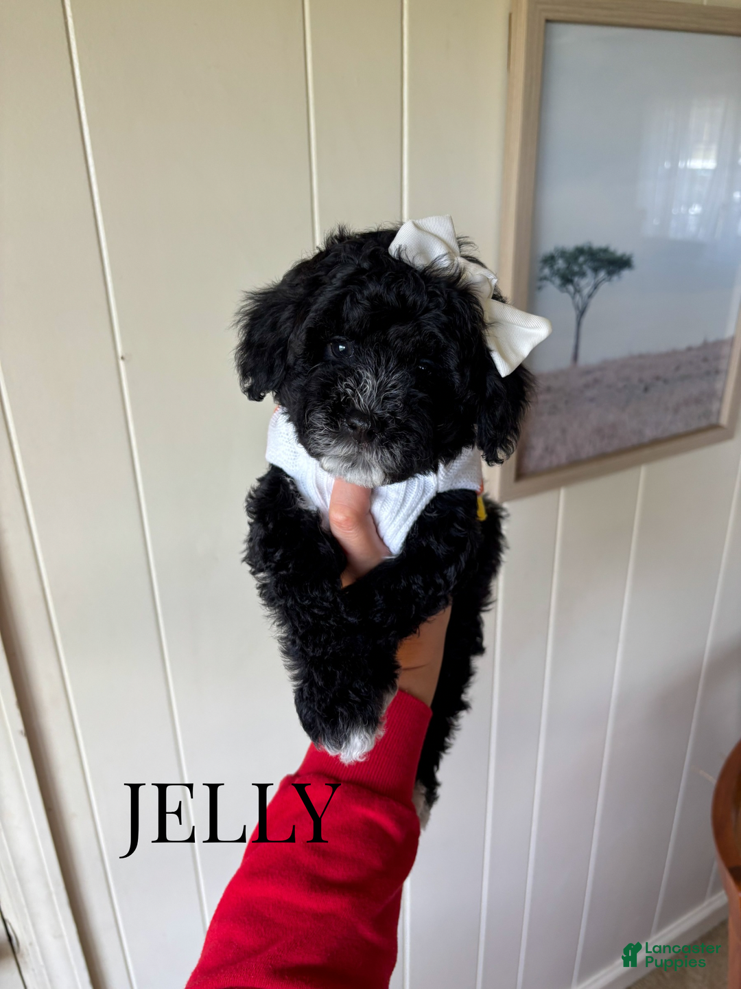 Toy Poodle dogs for sale: Jelly - Ad 3