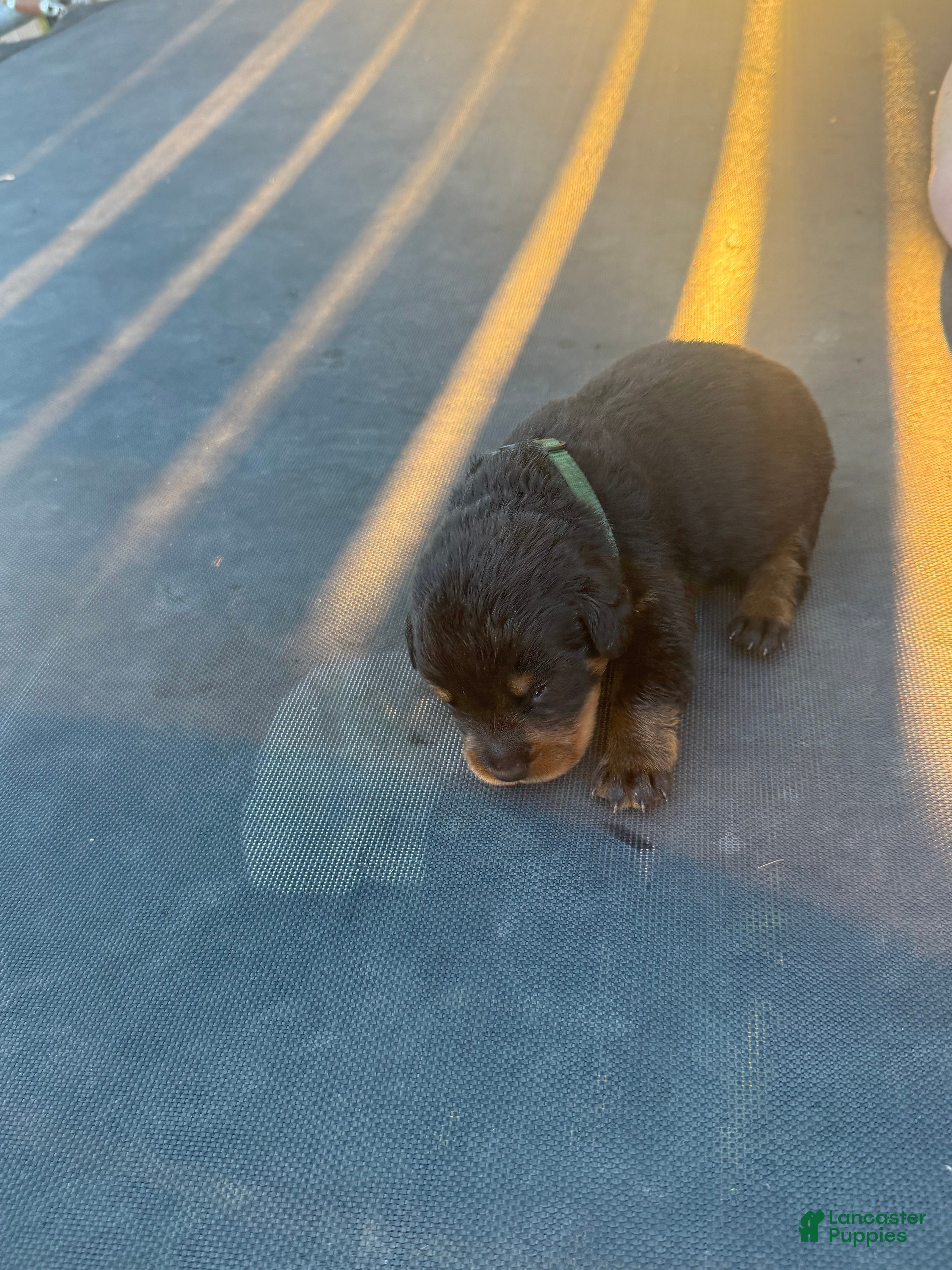 Rottweiler dogs Rottweiler 4 - Ad 38