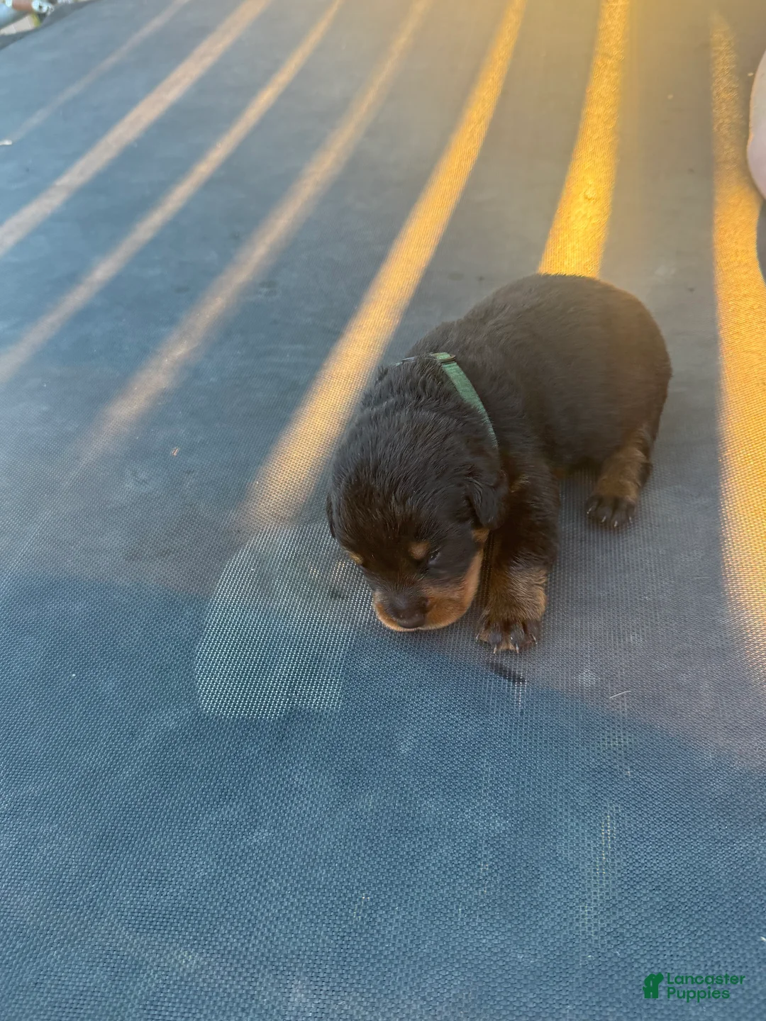 Rottweiler dogs for sale: Rottweiler 4 - Ad 1